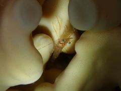 Pandalus stenolepis image
