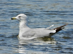 Larus delawarensis