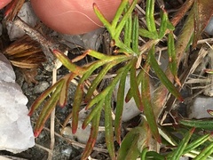 Potentilla bimundorum