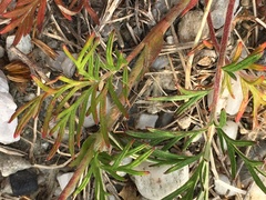 Potentilla bimundorum