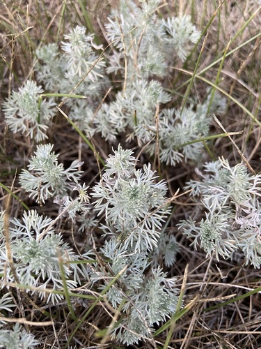 fringed sagebrush
