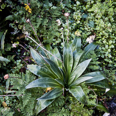 Celmisia verbascifolia