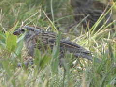 Spizella passerina