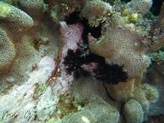 Pseudocnus californicus