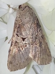 Trichordestra legitima