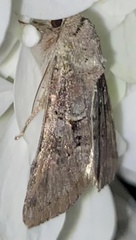Trichordestra legitima