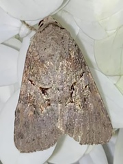 Trichordestra legitima