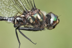 Somatochlora forcipata