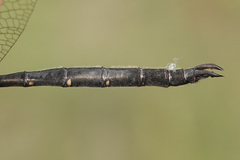 Somatochlora forcipata