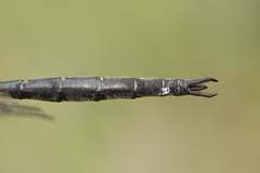 Somatochlora forcipata