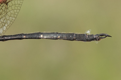 Somatochlora forcipata