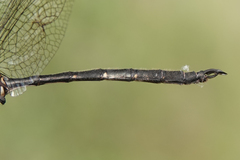 Somatochlora forcipata