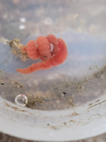 Hyboscolex pacificus