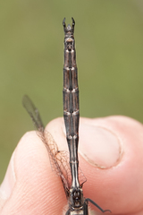 Somatochlora forcipata