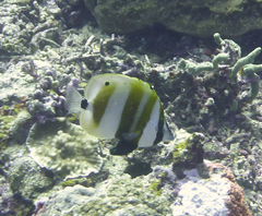 Coradion chrysozonus