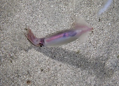 Sepioteuthis lessoniana