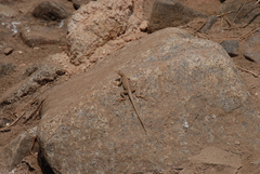 Microlophus theresioides