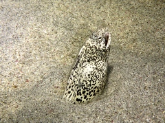 Callechelys marmorata