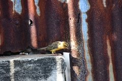 Ploceus hypoxanthus chryseus