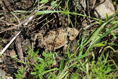 Phrynosoma braconnieri