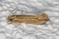 Ypsolopha sp-sw