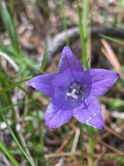 Campanula parryi