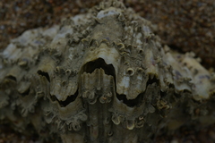 Hippopus