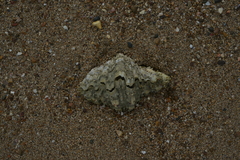 Hippopus