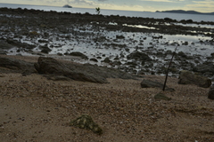 Hippopus