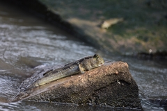 Periophthalmodon schlosseri