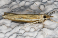 Fissicrambus intermedius