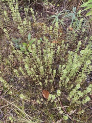 Euphrasia subarctica