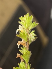 Euphrasia subarctica