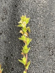 Euphrasia subarctica