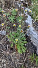 Erigeron nivalis