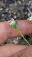 Erigeron nivalis