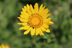 Grindelia inuloides