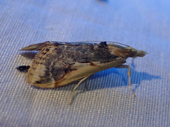 Loxostege albiceralis