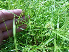Cyperus michelianus