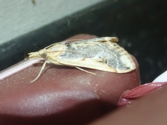 Loxostege albiceralis
