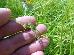 Cyperus michelianus