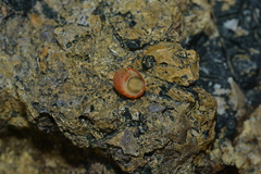 Nerita histrio