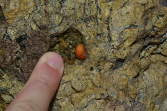 Nerita histrio