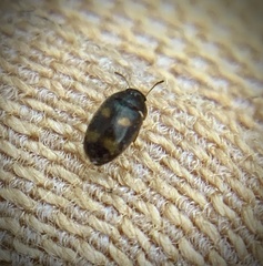 Litargus tetraspilotus
