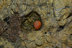 Nerita histrio