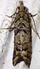 Epinotia subviridis