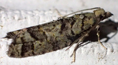 Epinotia subviridis