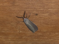 Pygarctia murina