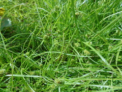 Cyperus michelianus