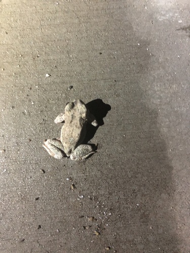 iNaturalist observation photo of Red-spotted Toad
